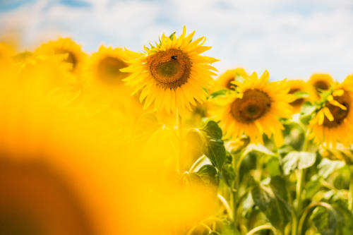 another-colorful-sunflower-field-picjumbo-com